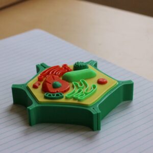 3D Printed Educational Model